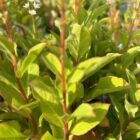 Lysimachia candela foliage