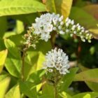 Lysimachia clethroides