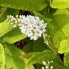 Lysimachia clethroides