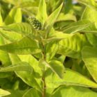 Lysimachia clethroides in bud