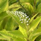 Lysimachia clethroides ready to open