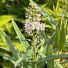 Lysimachia ephemerum