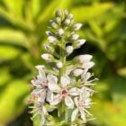 Lysimachia ephemerum flower spike