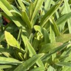 Lysimachia ephemerum foliage