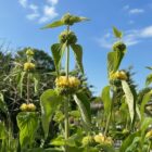 Phlomis flower heads