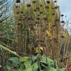 Phlomis seed head