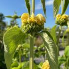 Phlomis single flower head