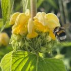 Phlomis single flower head with bee