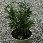 Sarcococca confusa