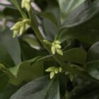 Sarcococca flower