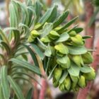 Wulfenii flower in bud December