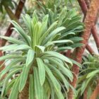 Euphorbia characias subsp. wulfenii