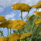 Achillea 'Gold Plate'