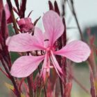 Gaura 'Passionate Blush'