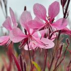 Gaura 'Passionate Blush' flowers