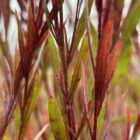 Gaura 'Passionate Blush' stems