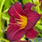 Hemerocallis 'Pardon Me'