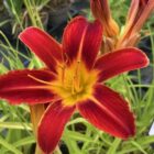 Hemerocallis 'Pardon Me' flower