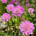 Scabiosa incisa 'Kudos Pink'