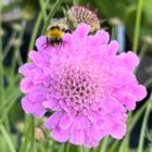 Scabiosa incisa 'Kudos Pink' flower head