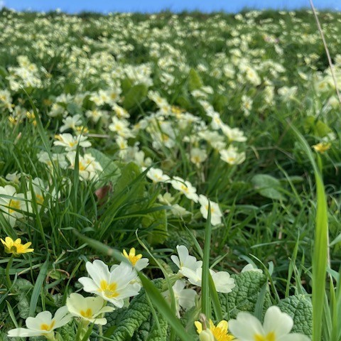 Wild primrose