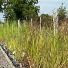 Ornamental grasses